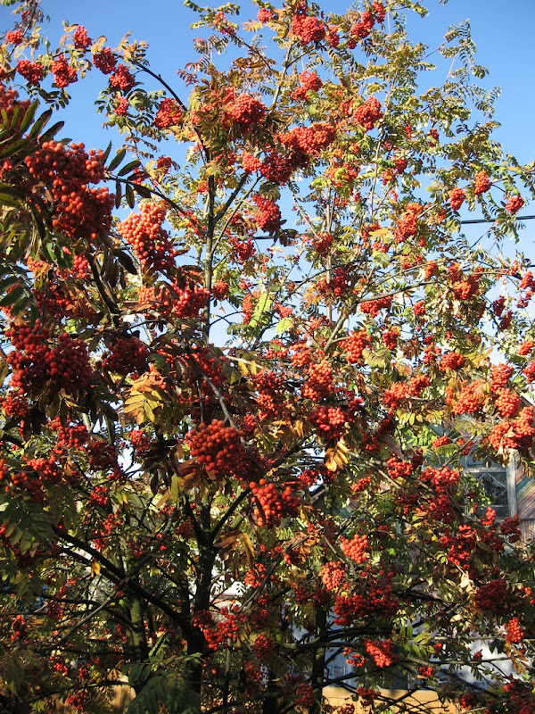 IMG_1137.jpg1.jpg"%20height="800"%20width="599